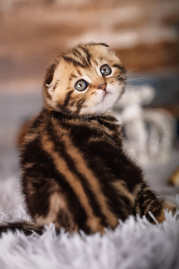 Striped Scottish Fold kitten Jordan making adorable poses for the perfect pet lovers