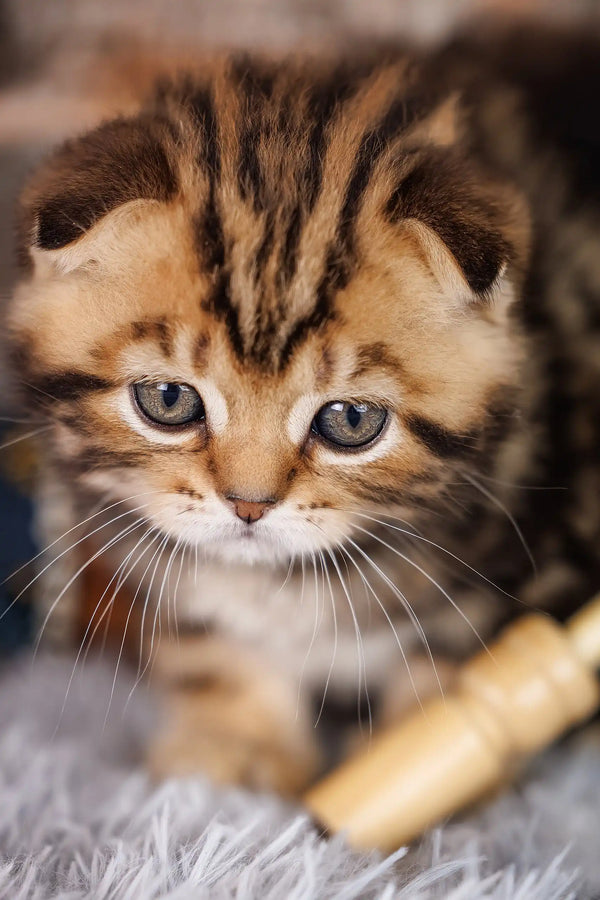 Striped golden-brown Scottish Fold kitten named Jordan with folded ears
