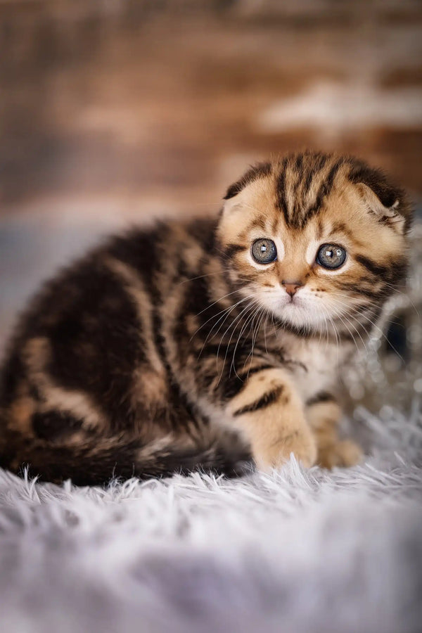 Cute striped, wide-eyed kitten named Jordan from the Scottish Fold breed