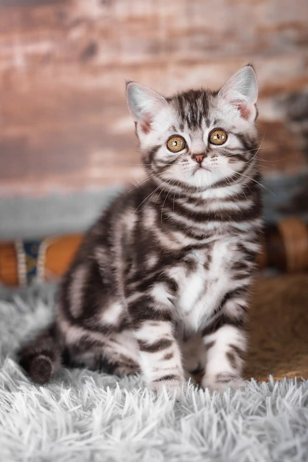 Jordan | scottish straight kitten