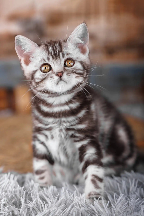 Jordan | scottish straight kitten