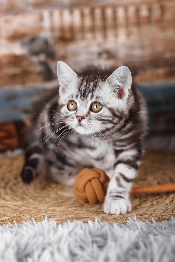 Jordan | scottish straight kitten