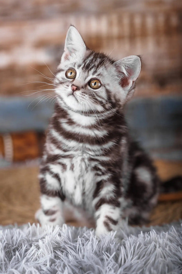 Jordan | scottish straight kitten