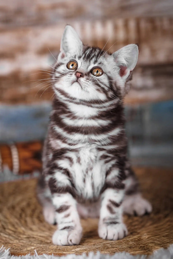 Jordan | scottish straight kitten