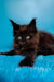 Fluffy black Maine Coon kitten with bright eyes and tufted ears for Jordana