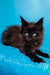 Fluffy Maine Coon kitten Jordana with bright eyes and pointed ears