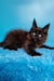 Fluffy dark brown Maine Coon kitten with bright eyes named Jordana