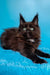 Fluffy black Maine Coon kitten with wide eyes and pointed ears ready to play