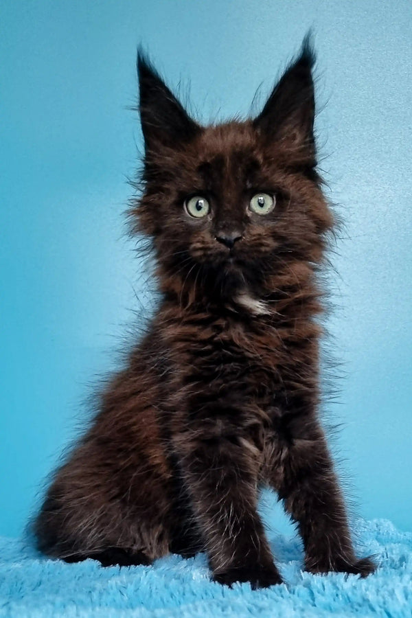 Fluffy dark brown Maine Coon kitten with striking green eyes and cute ear tufts