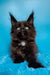 Fluffy black Maine Coon kitten with green eyes and ear tufts, perfect for pet lovers