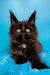 Fluffy dark brown Maine Coon kitten with green eyes and tufted ears, Jordana