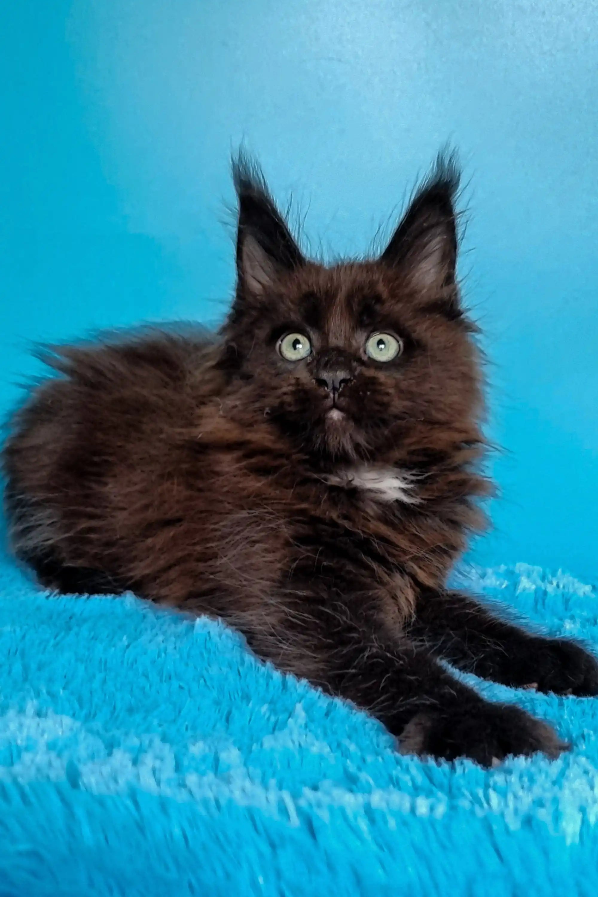 Maine Coon Kittens for Sale Jordana | Kitten