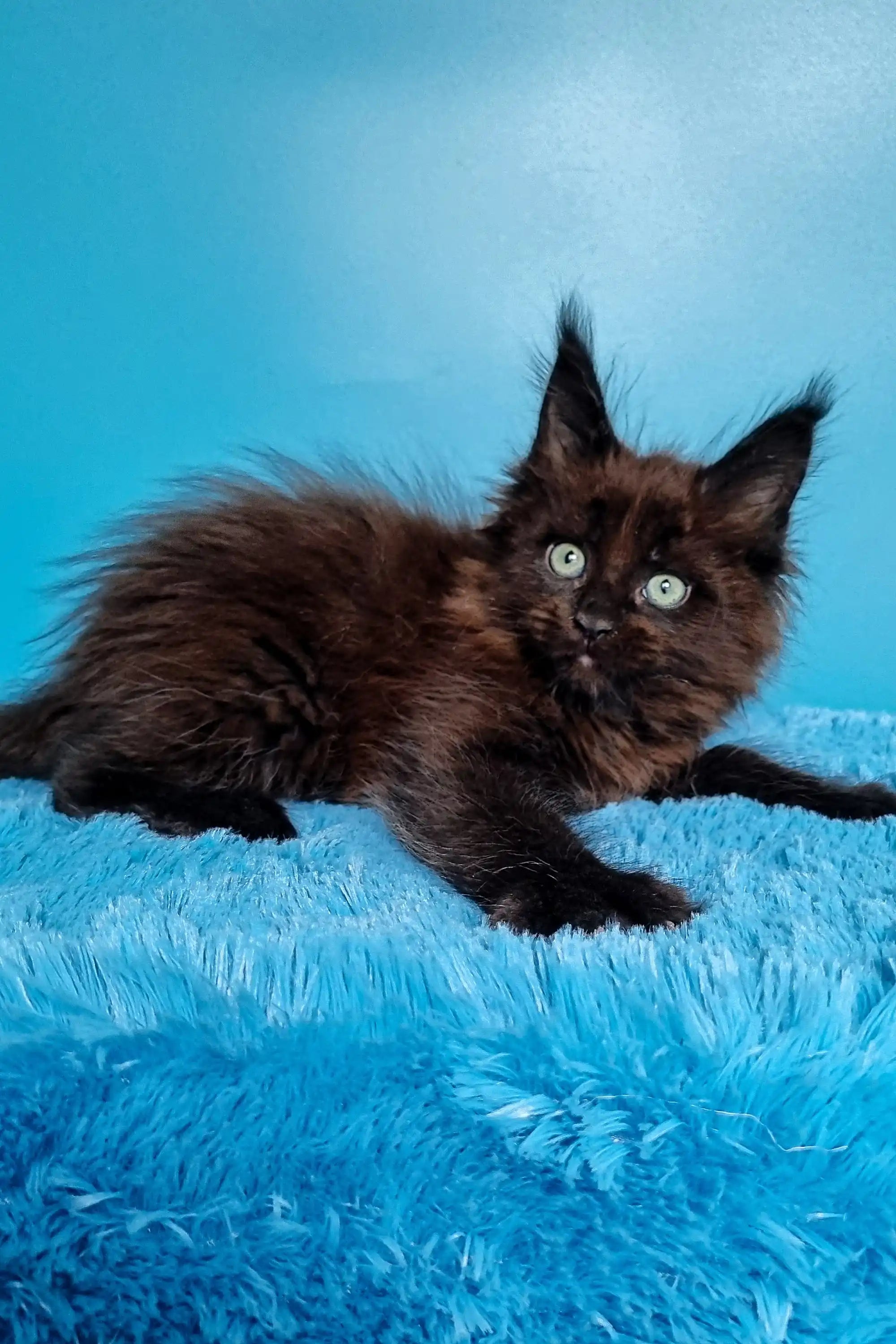 Maine Coon Kittens for Sale Jordana | Kitten