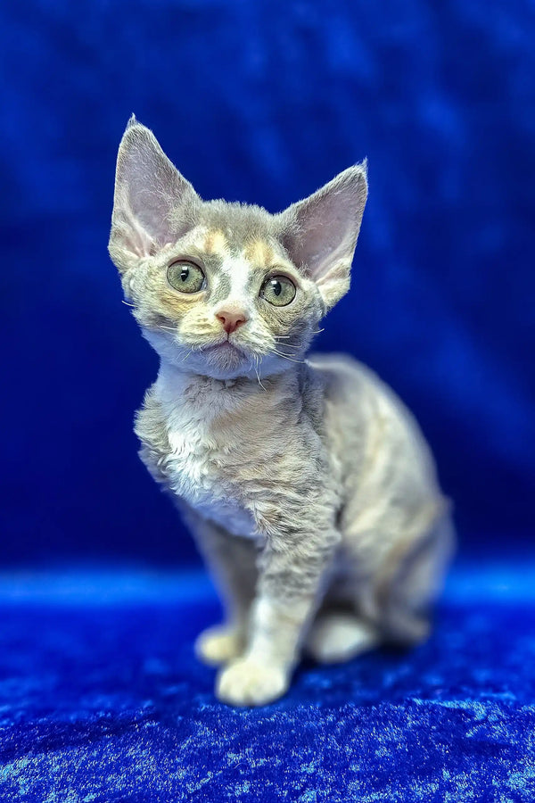 Josefina | devon rex kitten