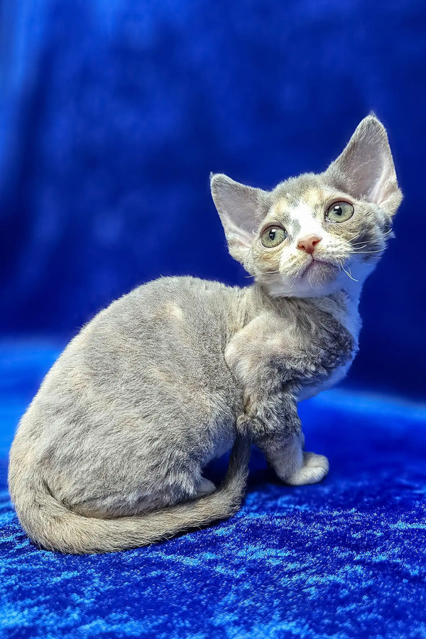 Josefina | devon rex kitten