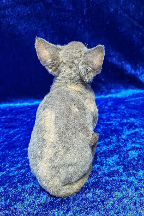 Josefina | devon rex kitten