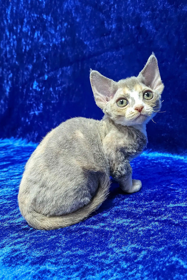 Josefina | devon rex kitten