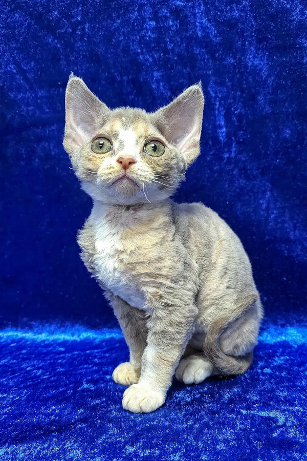 Josefina | devon rex kitten