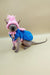 Sphynx kitten Josefina in a cute pink hat and cozy blue sweater