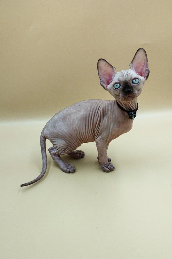 Adorable Hairless Sphynx kitten named Josefina with blue eyes and a cute collar