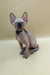 Cute Hairless Sphynx kitten with big ears and blue eyes wearing a stylish collar