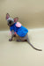 Adorable Hairless Sphynx Kitten in a cute blue and pink sweater named Josefina