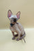 Cute Sphynx kitten with big ears, blue eyes, and a stylish collar, Josefina