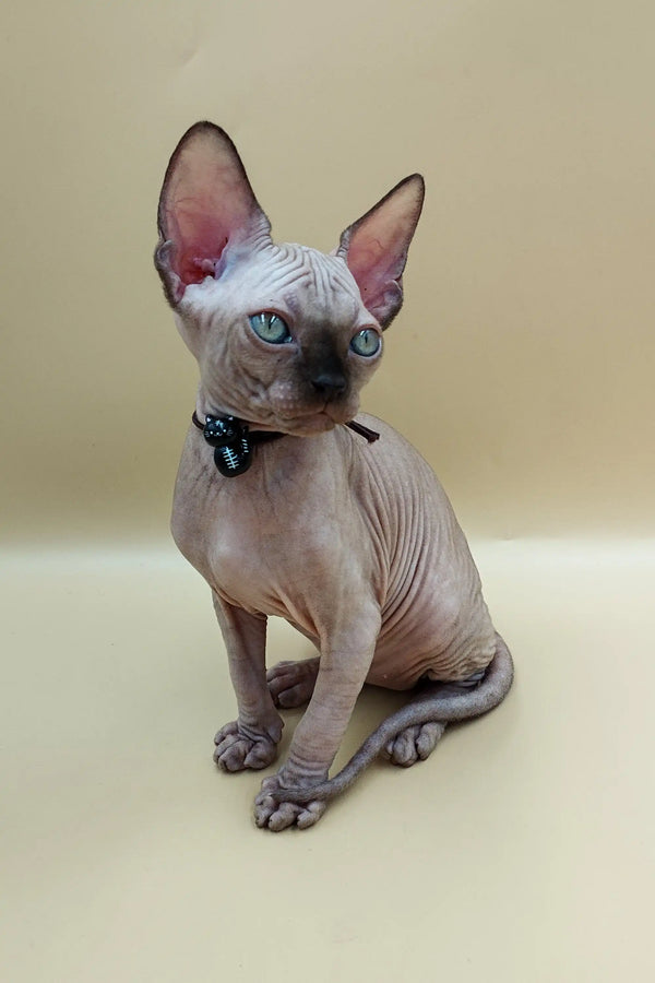 Adorable Hairless Sphynx kitten with big ears and blue eyes in a collar, Josefina