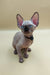 Adorable Hairless Sphynx kitten named Josefina with stunning blue eyes and big ears