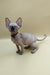 Cute Hairless Sphynx kitten with big ears and blue eyes wearing a stylish collar