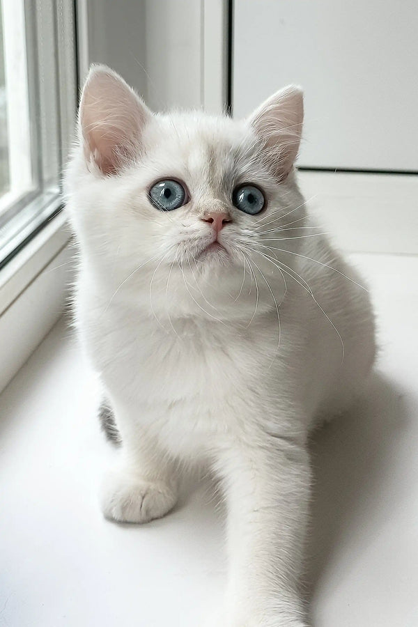 Joseph | british shorthair kitten