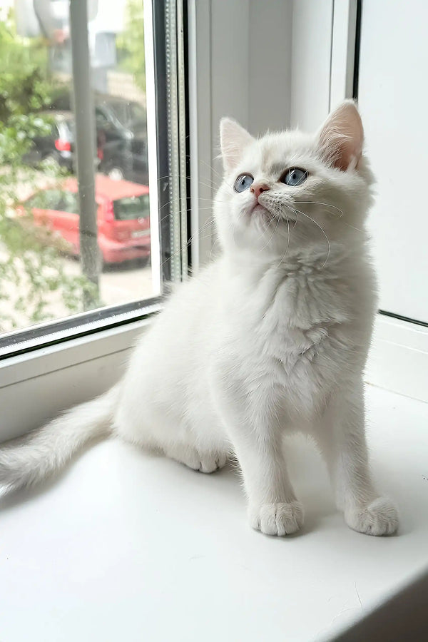 Joseph | british shorthair kitten