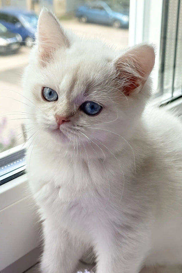 Joseph | british shorthair kitten