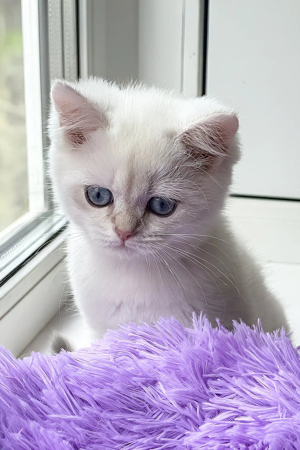 Joseph | british shorthair kitten