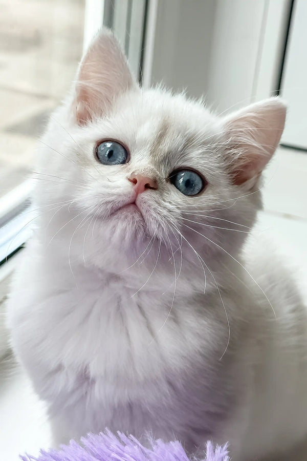 Joseph | british shorthair kitten