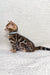 Spotted Bengal kitten wearing a collar from the Josephine collection