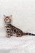 Cute Spotted Bengal kitten wearing a blue collar from Josephine Bengal Kitten