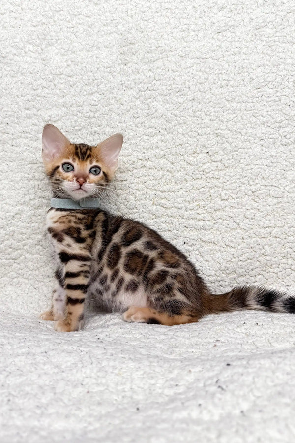 Spotted Bengal kitten sporting a cute blue collar in Josephine product listing