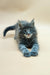 Fluffy gray Maine Coon kitten with blue eyes lounging on its stomach