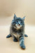 Fluffy gray Maine Coon kitten with bright blue eyes sitting cute and upright