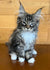 Fluffy gray and white Maine Coon kitten with cute ear tufts, perfect for any cat lover