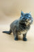 Fluffy gray Maine Coon kitten with blue eyes on a plain surface ready to play