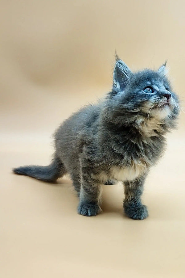 Fluffy gray Maine Coon kitten with blue eyes on a plain surface ready to play
