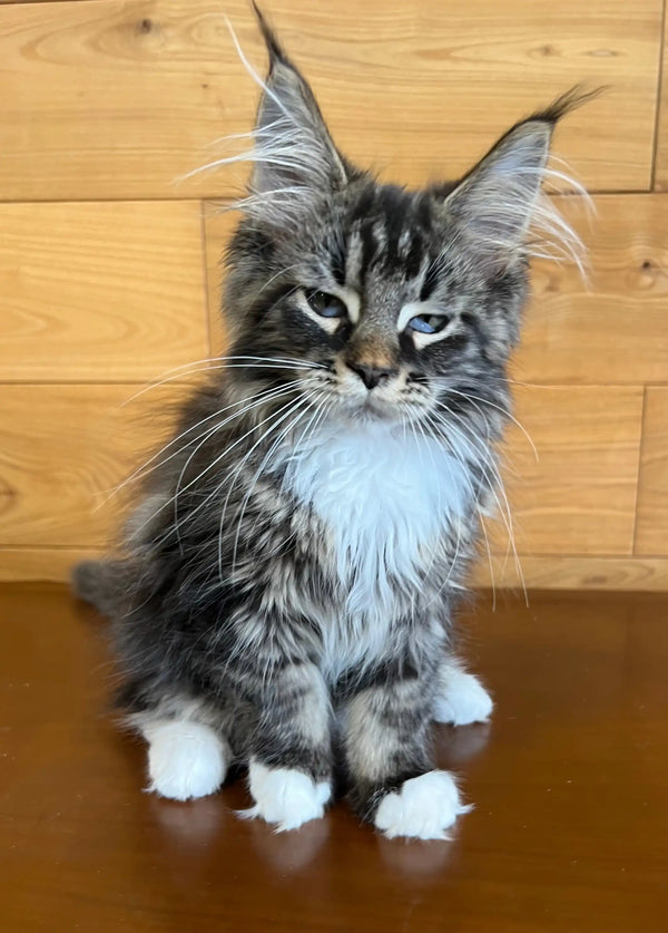 Fluffy gray and white Maine Coon kitten with cute ear tufts, perfect for any cat lover