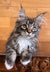 Fluffy gray tabby Maine Coon kitten named Joshua with cute ear tufts and whiskers