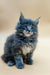 Fluffy gray and white Maine Coon kitten with bright blue eyes, perfect for cuddles