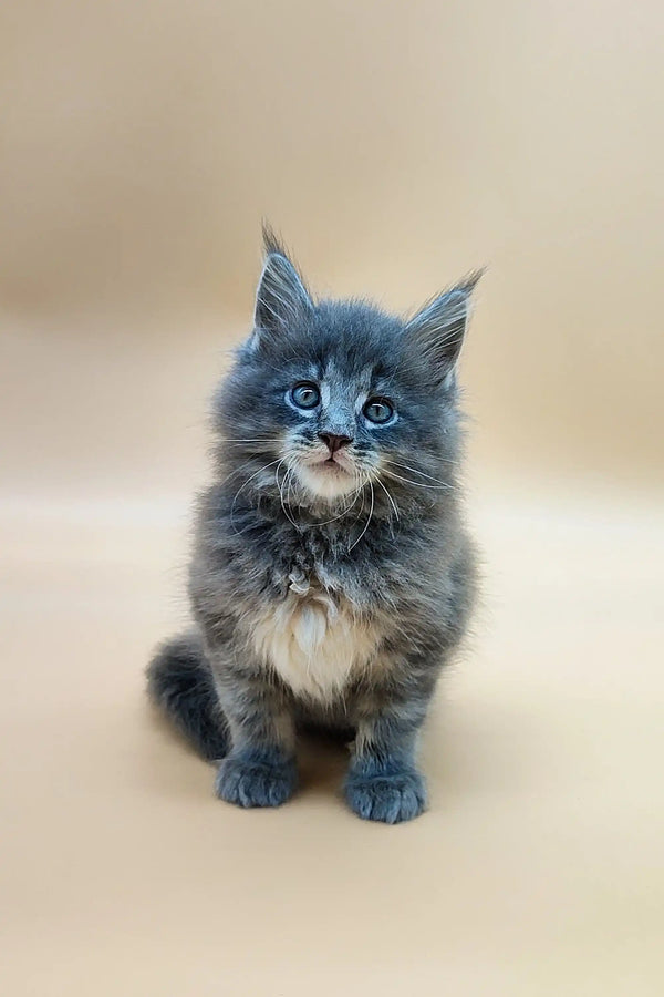 Fluffy gray Maine Coon kitten with bright blue eyes and a white chest, Joshua