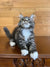 Long-haired Maine Coon kitten Joshua with white paws sitting and looking up