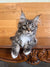 Gray and white Maine Coon kitten with fluffy fur and ear tufts in Joshua product