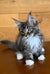 Fluffy gray and white Maine Coon kitten with bright eyes and tufted ears